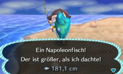 Napoleonfisch