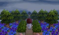 Welcome to the forest!