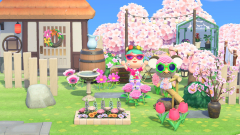 rosa? rosa!!